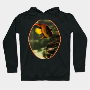 fish, cute fish, free fish, coral fish, fish coral, goldfish, pez, peces, pez colar, peces coral Hoodie